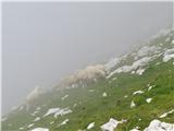 ovčice na paši pod Lopatnikom