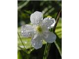 Platanolistna zlatica (Ranunculus platanifolius)