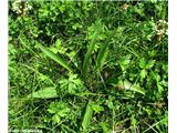 Ozkolistni trpotec (Plantago lanceolata)