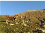 Krn-Batognica-Vrh nad Peski ovce so zbežale, ena kravica pa je rada pozirala in se pustila pobožati po čohati glavi