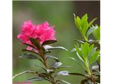 Rjasti sleč (Rhododendron ferrugineum)
