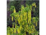 Alpski nagnoj (Laburnum alpinum)