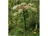 Avstrijska obočnica (Pleurospermum austriacum)