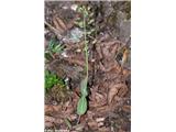 Prerasli mošnjak (Thlaspi perfoliatum)