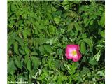 Francoski šipek (Rosa gallica)