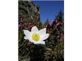 Beli kosmatinec (Pulsatilla alpina subsp. alba)