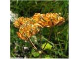 Siljelistni jelenovec (Laserpitium peucedanoides)