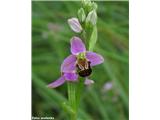 Čebeljeliko mačje uho (Ophrys apifera)