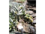 Klasnati pelin (Artemisia genipi), Col d'Iseran, Francija.