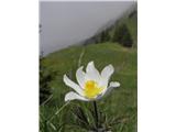 Alpski kosmatinec (Pulsatilla alpina)