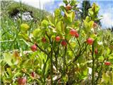 Borovničke  - cvetje