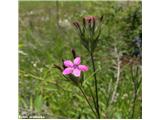 Srhki klinček (Dianthus armeria)