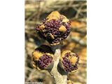 Veliki jesen (Fraxinus excelsior)