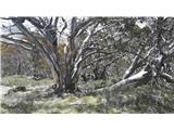 Charlotte Pass - Seaman's Hut