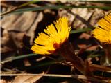 Coltsfoot (Tussilago farfara)