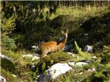 Konec ceste na Vogar - Planina Lopučnica