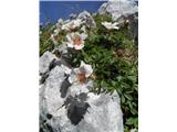 Clusijev petoprstnik (Potentilla clusiana)