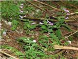 Velecvetni čober (Calamintha grandiflora), Trnovski gozd, Slovenija.