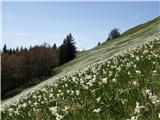 Struška - Golica cvetoče poljane