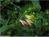 Navadni črnilec (Melampyrum pratense)