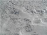 Kuža snežne pasme