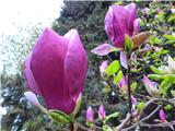 - Čudoviti cvet magnolije...