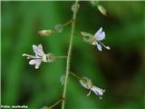 Veliki nadlišček (Circaea lutetiana)