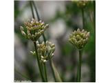 Gorski luk (Allium senescens)