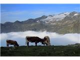 krave že pasejo, v ozadju Hochalmspitze