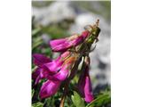 Alpska medenica (Hedysarum hedysaroides)