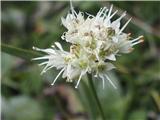 Rumenkasti luk (Allium ericetorum)