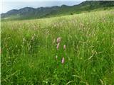 rožnati klaski trav barvajo pobočja med Krnčico in Skalcami