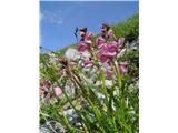 Klasasti ušivec (Pedicularis rostratospicata)