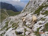 Ovce v zajlah in na poti iz Slovenske navzdol.