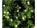 Omejelistna zlatica (Ranunculus aconitifolius)