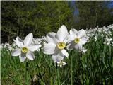 Poet's Narcissus (Narcissus poeticus radiiflorus)