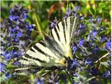 Brestovec in Debela griža (Monte San Michele) prelepi metulji na slastni paši