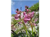 Klasasti ušivec (Pedicularis rostratospicata)