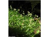 Polegli pitomec (Sagina procumbens)