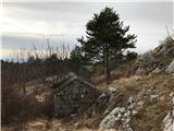 IPP - Istrska planinska pot / Istarski planinarski put Vodni zbiralnik s sožitju z drevesom - Brest