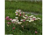 Ledeniška zlatica (Ranunculus glacialis), NP Gran Paradiso, Italija.