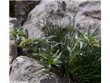 Klasnati pelin (Artemisia genipi)