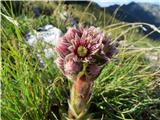 Suhi vrh - Pleša (Nanos) prelepi cvet netreska