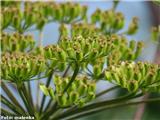 Orjaški silj (Peucedanum verticillatum)