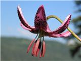 Turška lilija (Lilium martagon)