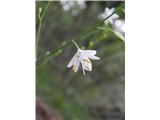Navadni kosmuljek (Anthericum ramosum)