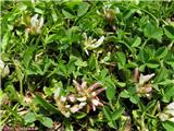 Thalova detelja (Trifolium thalii)