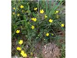 Srhkodlakava zlatica (Ranunculus sardous)
