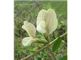 Dimasta velecvetna grašica (Vicia grandiflora)