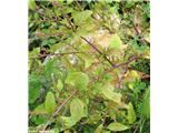 Mnogosemenska metlika (Chenopodium polyspermum)